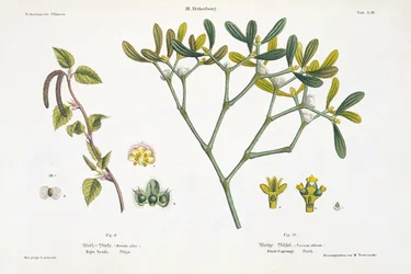 Birch (left) and Mistletoe (right), fig. 9 and 10 from 